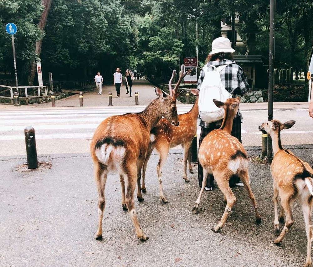 在奈良被鹿咬當場痛哭！大片瘀青回台看診「醫無情大笑」 網笑歪：鹿不敷出