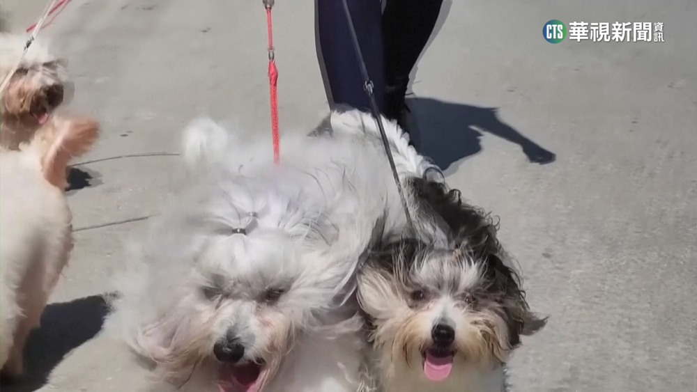 古巴國寶犬不好養！　民生物資短缺飼主負擔大