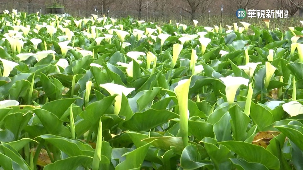 陽明山竹子湖海芋盛開期　純白宛如仙境