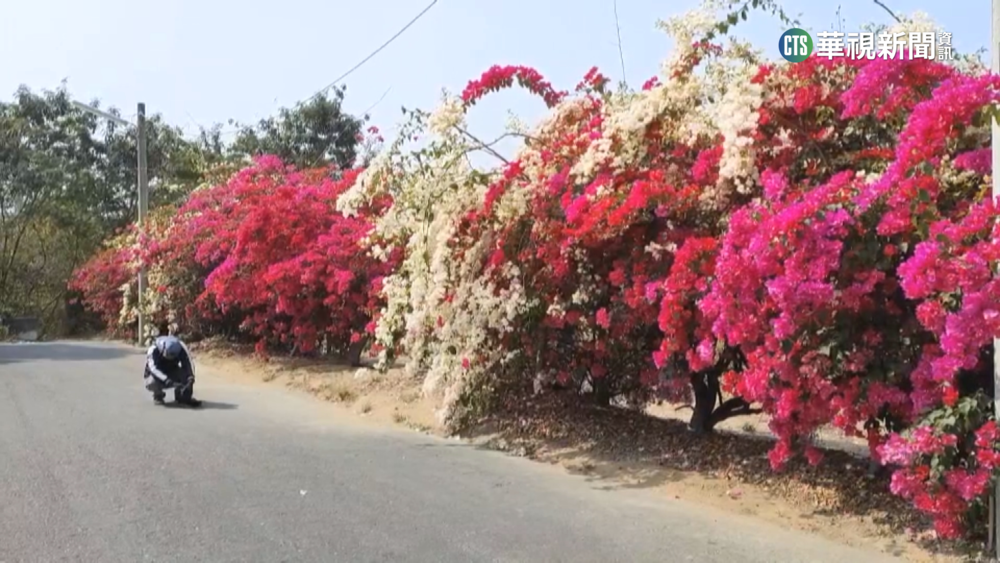 尋秘境！九重葛花牆綿延　八掌溪黃花風鈴木盛開