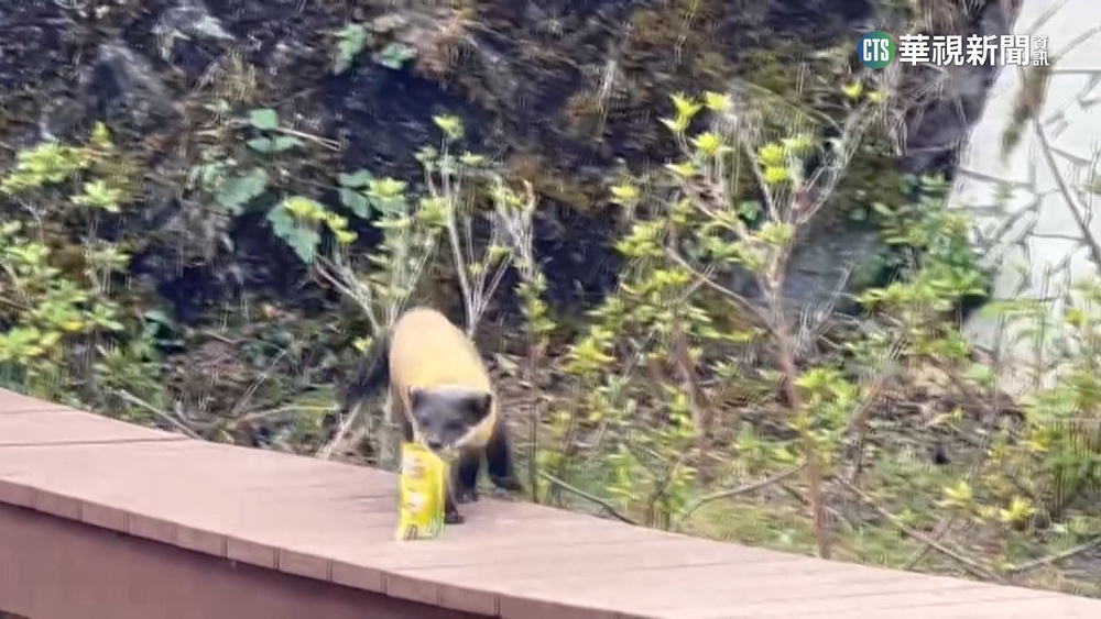 人潮帶來垃圾！　南橫黃喉貂爆撿垃圾吃