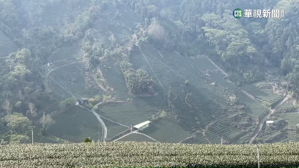 嘉義「大風埕觀日峰」俯瞰茶園　宛如超級八卦陣