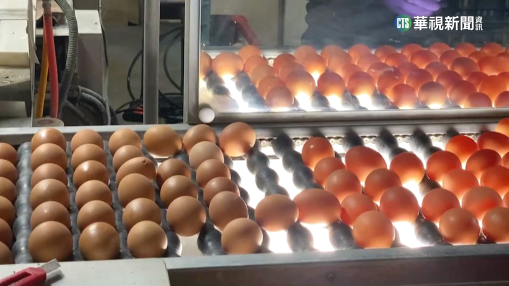 蛋荒+禽流感肆虐　觀光工廠每人限購2茶葉蛋