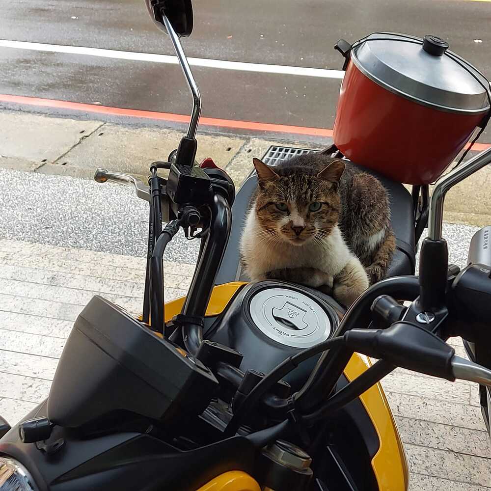 貼文也引出網友分享自家機車 / 圖片翻攝自 臉書社團「路上觀察學院」