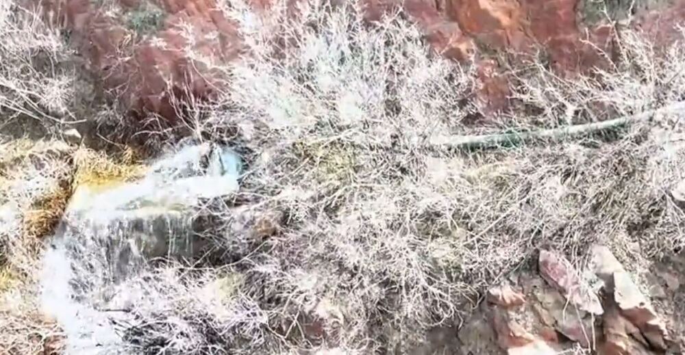 圖片翻攝自 梨視頻 微博