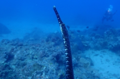 墾丁海域保育有成　稀有海洋生物長鼻粗吻海龍、褐帶少女魚首度現身墾丁