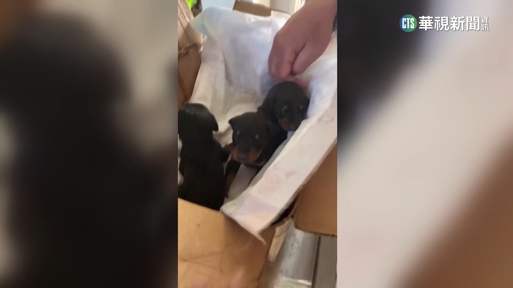 土震後困瓦礫堆下1個月　杜賓犬與3崽獲救