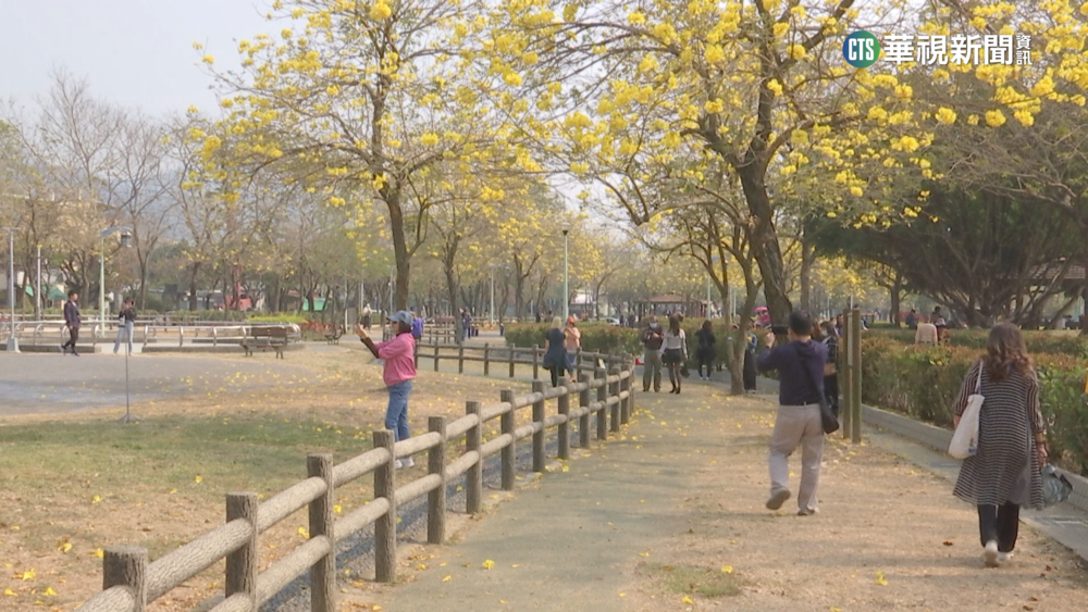 風鈴木花開.黑天鵝吸睛　台中春遊打卡好去處