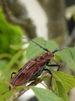  霧社血斑天牛 / 圖片翻攝自 行政院農委會農業知識入口網