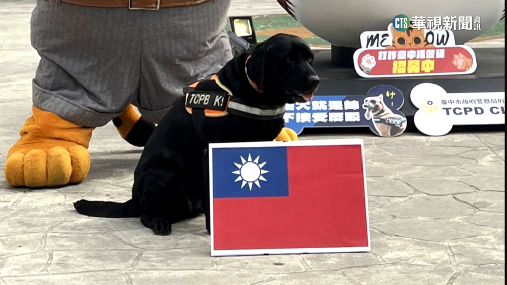 中華隊「汪」起來！　萌警犬預測3/11中華隊會贏