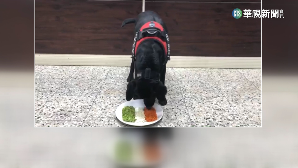 用「行動」聲援中華隊　WBC安檢警犬狂嗑「義大利餐」