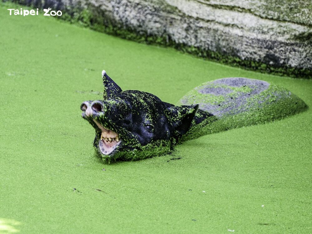 馬來貘們在哪裡？北市動物園分享馬來貘家族3代狀況