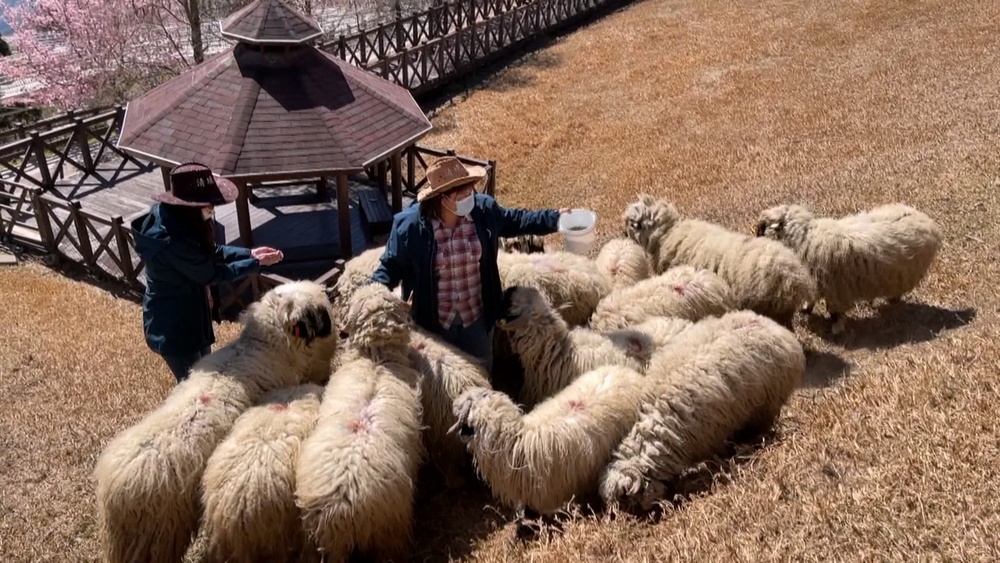 清境農場27k徵人　「被羊踩腳」成為特殊職災