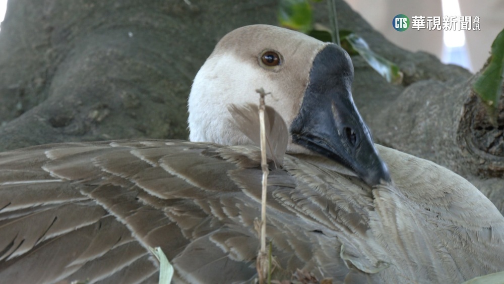 光天化日順手牽「鵝蛋」　民眾爆：有人惡意偷7次