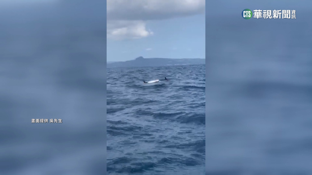 嬌客現身！　近30隻海豚訪高雄港　民眾驚喜搶拍