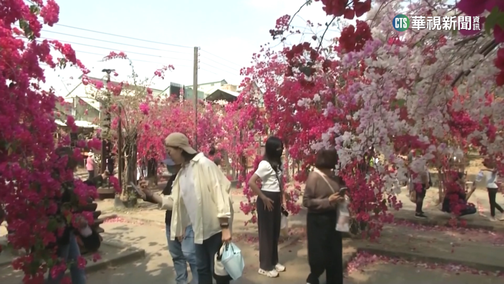 全球10大「最美木棉花道」　白河木棉花已開5成