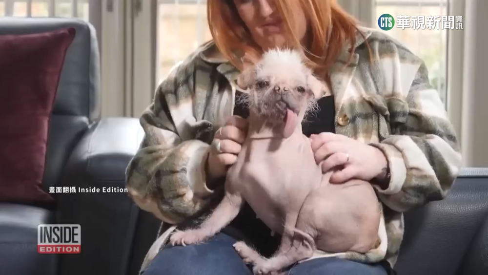 全英國「最醜」狗狗！　招牌吐舌動作一夕暴紅