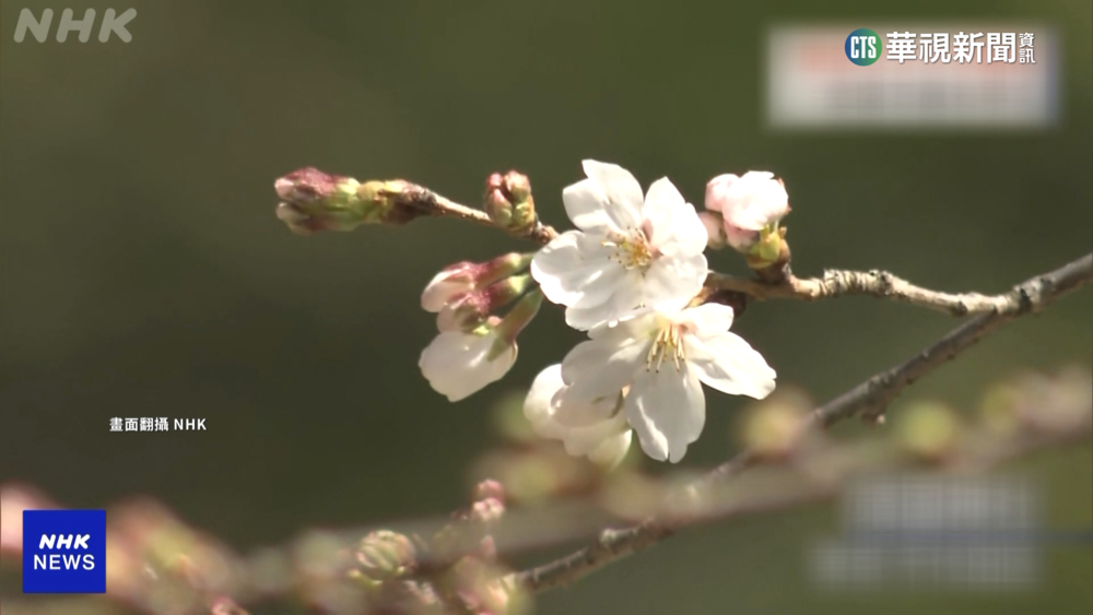 東京櫻花季提早開跑！　創1953年以來最早紀錄