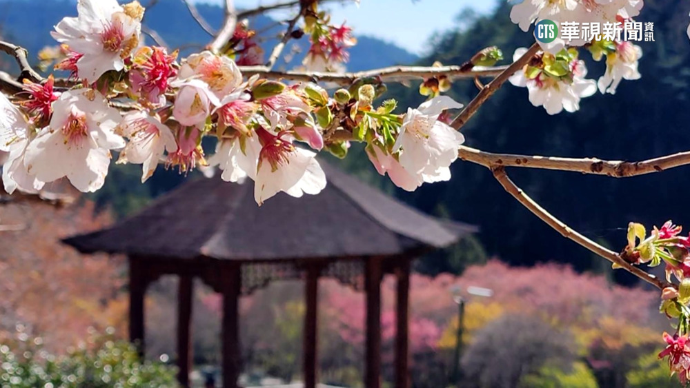 白色情人節快樂　武陵農場墨染櫻綻放美極了