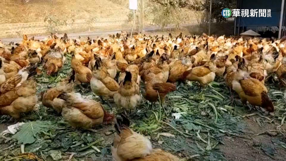 持續凍漲！　明德外役監「明德雞」產值破千萬