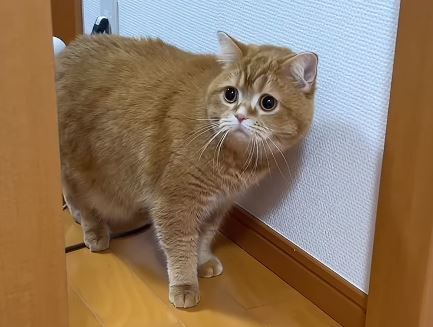 日本「困惑橘貓」初見新生兒瞬間彈開 結局融化一票網友