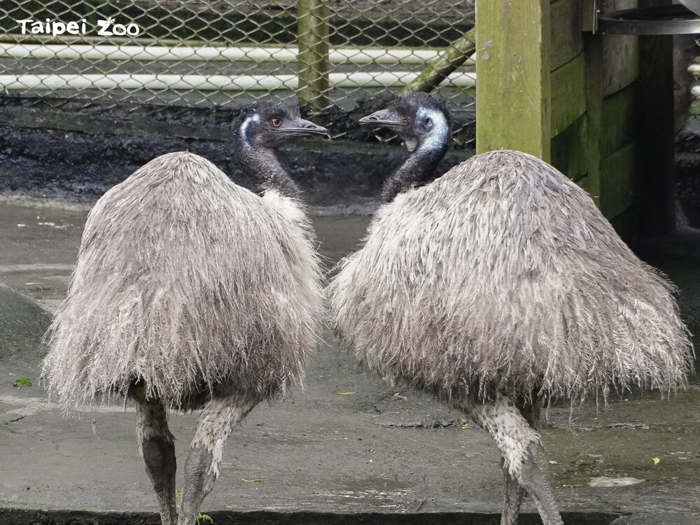 鴯鶓雌鳥產下蛋後便逕自離去，由雄鳥獨自承擔起孵蛋及育雛的責任 / 圖文來源 台北市立動物園