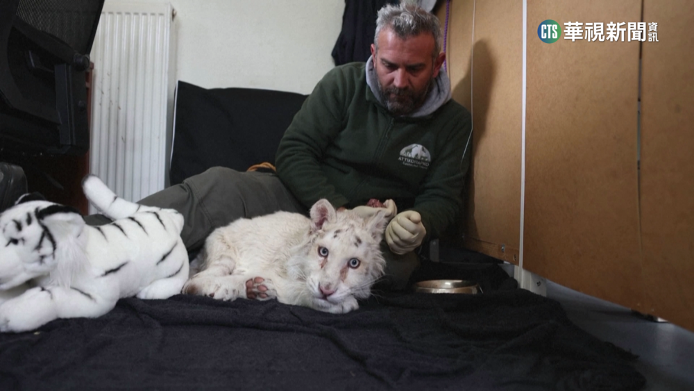小白老虎遭丟棄垃圾桶　希臘動物園伸援手