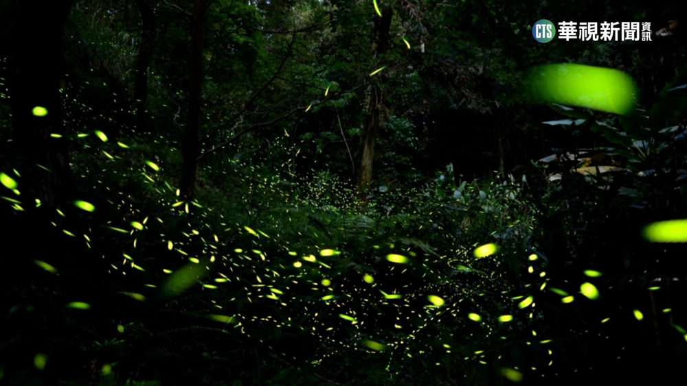 4月迎螢火蟲季！　30萬隻「黑翅螢」照亮東勢林場