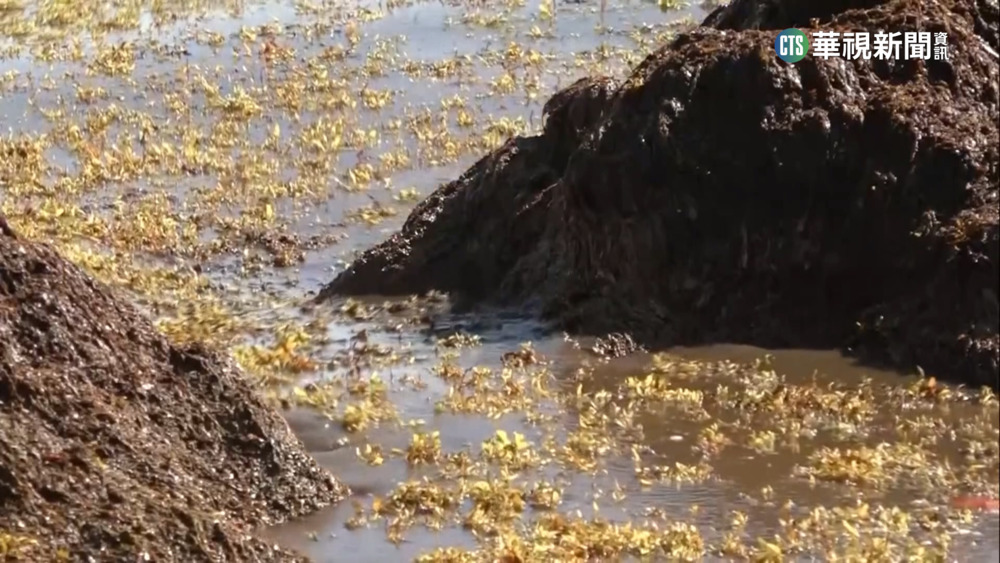 馬尾藻大軍襲大西洋西側　範圍遍布8000公里