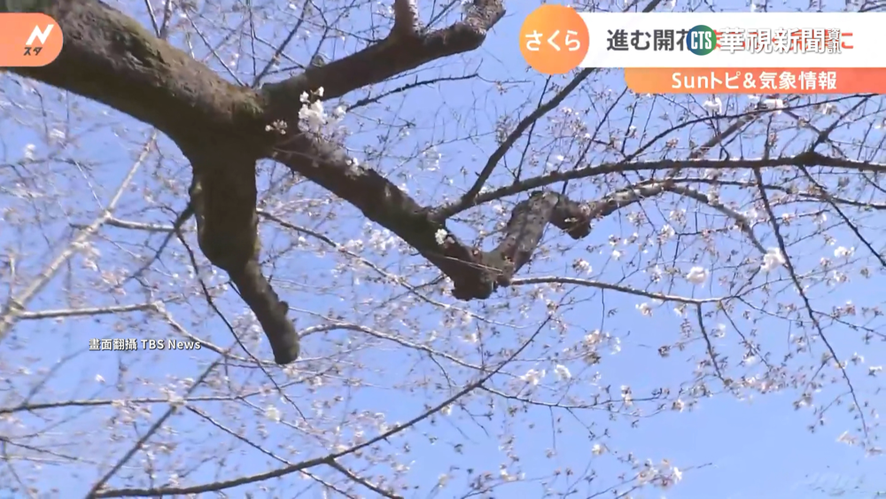 東京上野公園解禁　民眾邊聚餐邊賞櫻