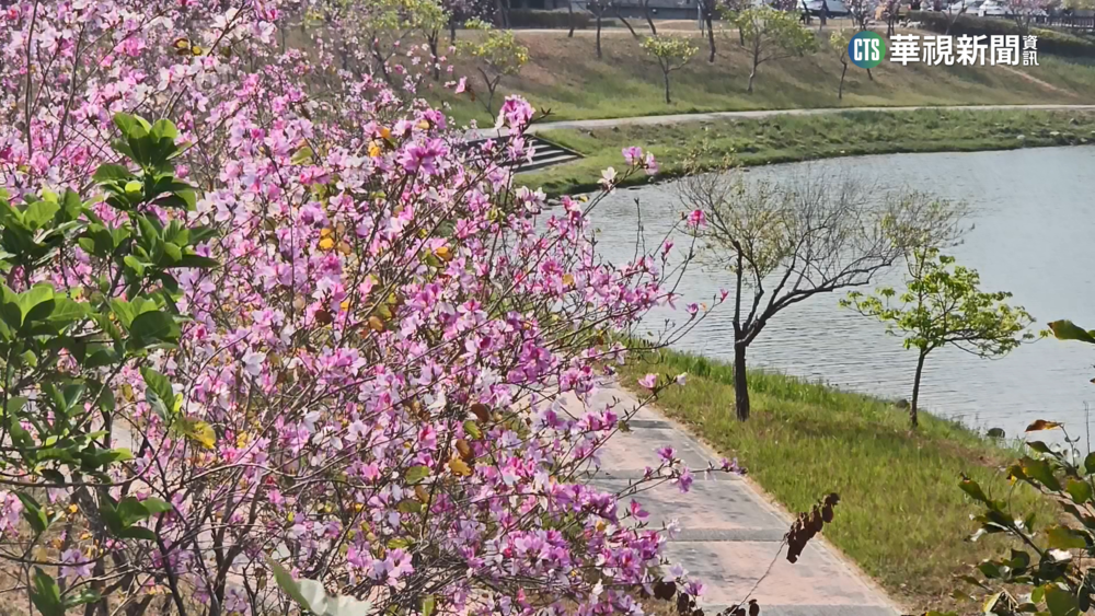 【台語新聞】南科羊蹄甲綻放　堤塘湖粉紅花海吸睛