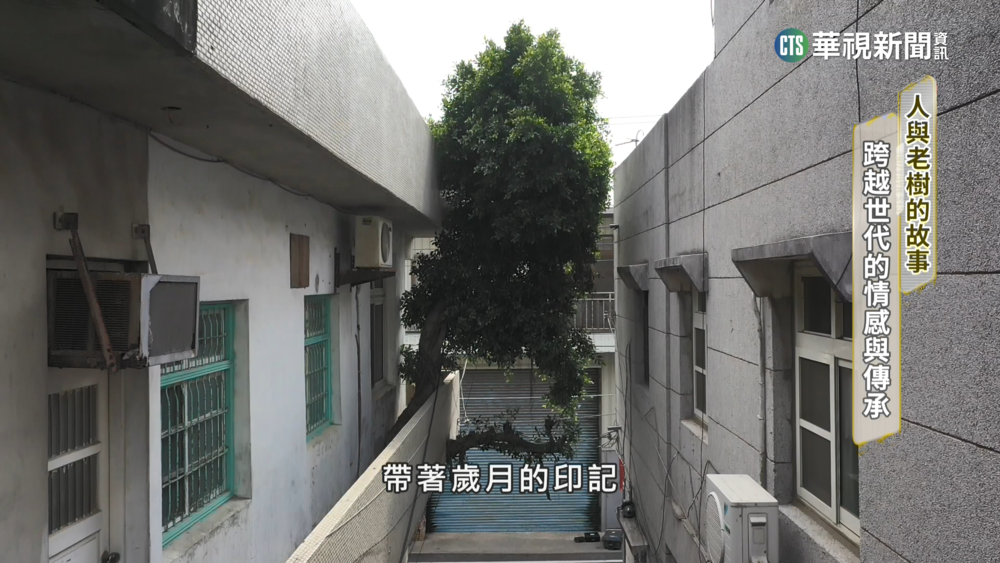 人與老樹的故事　跨越世代的情感與傳承