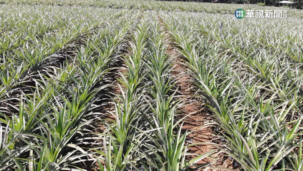 農作物廢料再利用　鳳梨莖葉變珍貴紡紗原料
