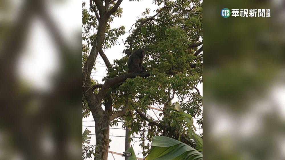 桃園狒狒逃竄12天　逃走中...最新現蹤平鎮.新屋