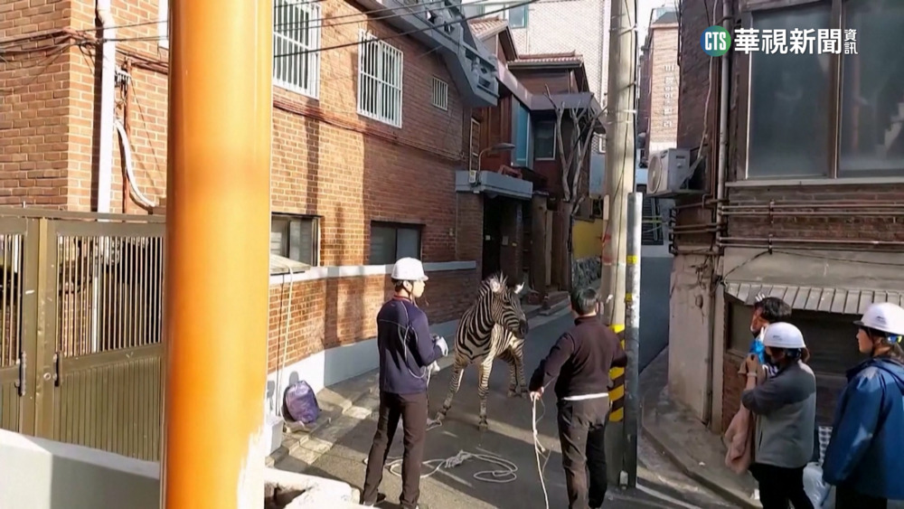 首爾動物園斑馬脫逃　逛市區.闖車陣驚嚇眾人