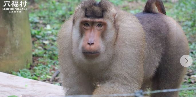 全民搭上「狒狒出逃」話題　六福村清點多一隻網笑：工讀生？　小編崩潰發狒文