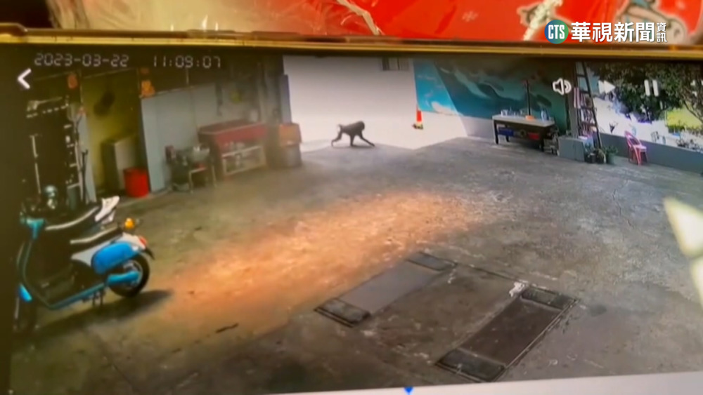 遇到狒狒別露齒笑.誘食　專家：拉開距離遠離