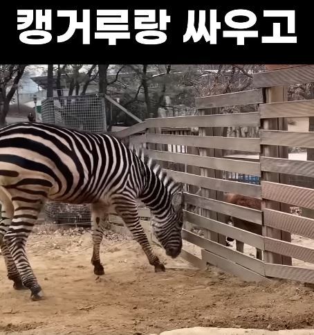 塞羅隔壁的袋鼠打架 / 圖片翻攝自 시공TV YT頻道