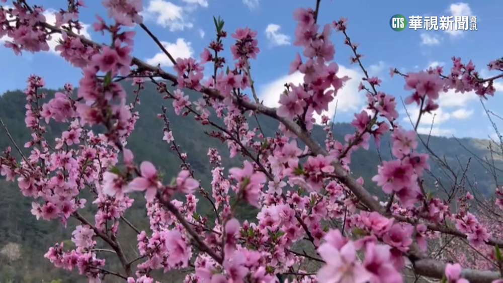 像極「三生三世十里桃花」情境　武陵粉紅桃花開