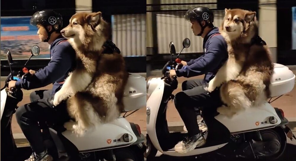 機車後座出現「大型乘客」！ 中國雪橇犬颯爽兜風 環抱主人萌翻一票網