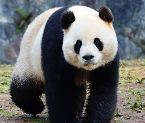 蔓越煤 / 圖片翻攝自 微博