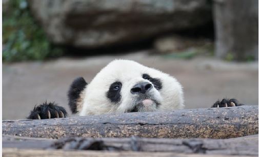 蔓越煤 / 圖片翻攝自 微博