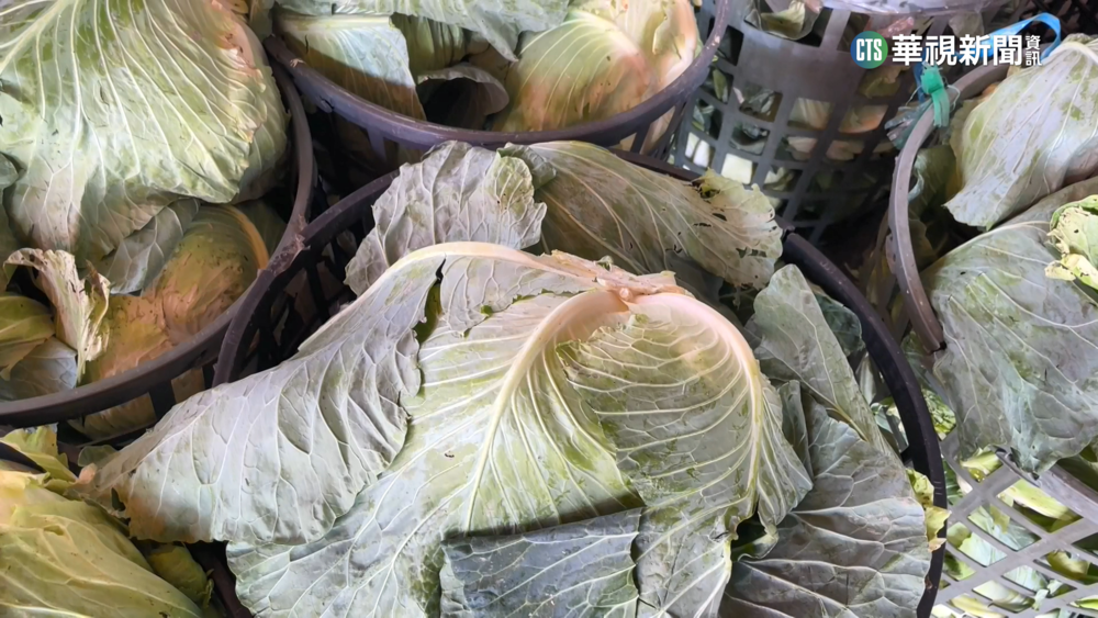 高麗菜供需失衡價跌　菜農開放自採一顆5元