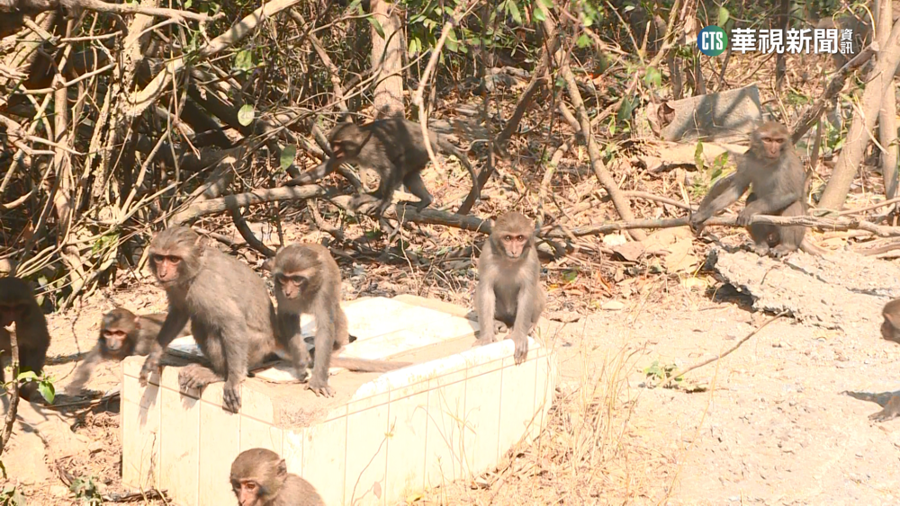 南台灣600天沒大雨　柴山獼猴搶喝奉茶桶解渴