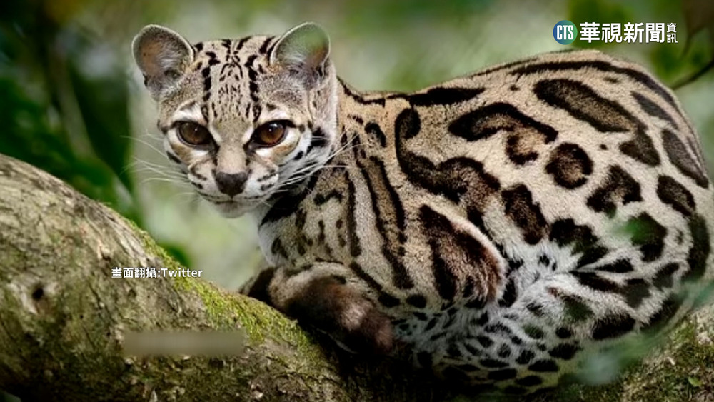 稀有動物蛇貓照社群瘋傳　原來攏是假！