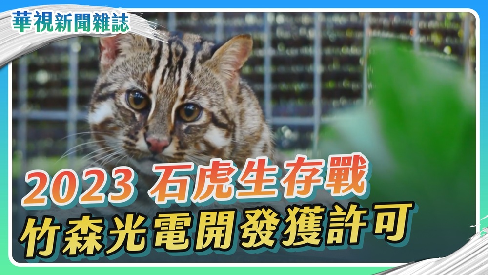 光電入侵 石虎生存之戰｜聽見山林的哀鳴｜華視新聞雜誌