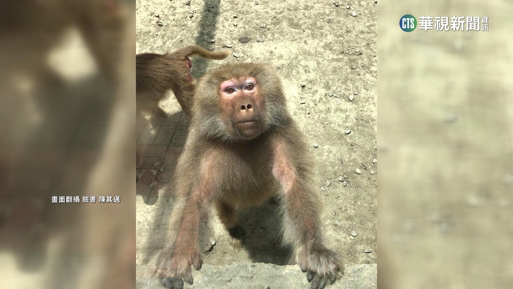「狒」到笑、耍「狒」　陳其邁曬狒照推銷壽山動物園