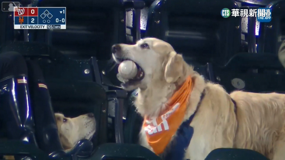 誰敢跟我搶！　警犬在觀眾席接走全壘打球