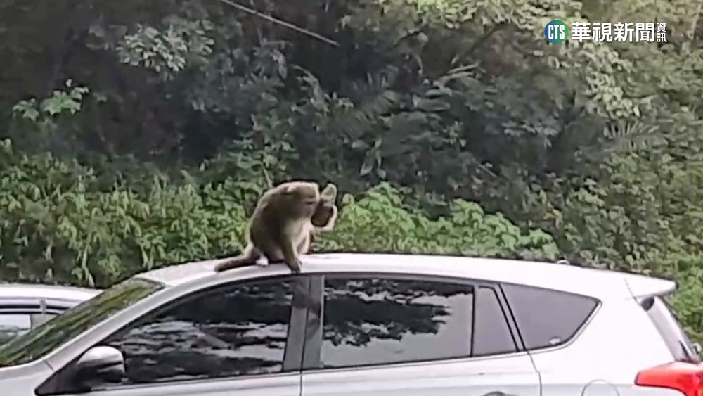 新竹「美猴王」偷鏡　花蓮佐倉步道「猴群路霸」