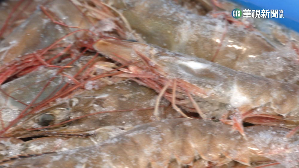 台灣逾3成白蝦來自宏國　業者：取代性高不擔心